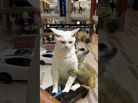 حبيب روحي اكسبلور هتضحك  كوميديات ترند تحشيش ضحك غاز