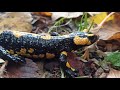 Саламандър  Salamandra