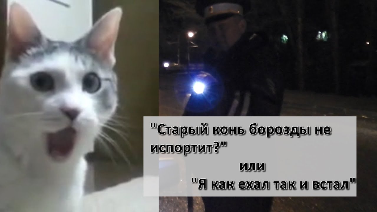Старый конь борозды не портит прикол. Старый конь борозды не песня слушать. Старый конь борозды не песня слушать. Старый конь. Старый конь борозды продолжение пословицы.