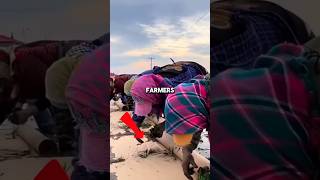 Why Are These Farmers Laying Plastic Before Planting Rice?