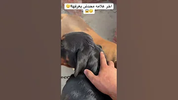 علامات حمل الكلاب كلاب اكسبلور Viral 