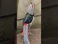 Lady Pheasent #exoticpets #birds