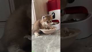 Lazy Cat acts like human - Funny 2026 🥹 So Cute!