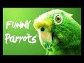 Нщгегиу . Смотреть со звуком!Смешные видео с животными 2017. Попугаи!