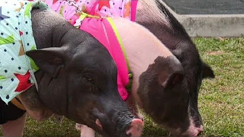 Bringing home the bacon: the Taiwanese woman with four pet pigs - DayDayNews