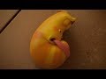 LARVA - UNTIDY SLEEPER | Larva 2017 | Cartoons | Comics | Larva Cartoon | LARVA Official