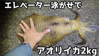 エレベーター泳がせでアオリイカ2kg