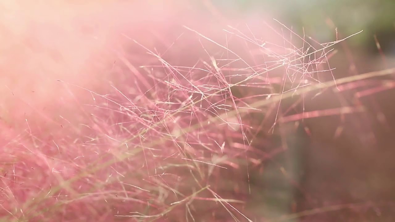 Be here to love me, Norah Jones, Townes Van Zandt,Jenny Daniels, Soft Pop Folk Jazz Music Cover