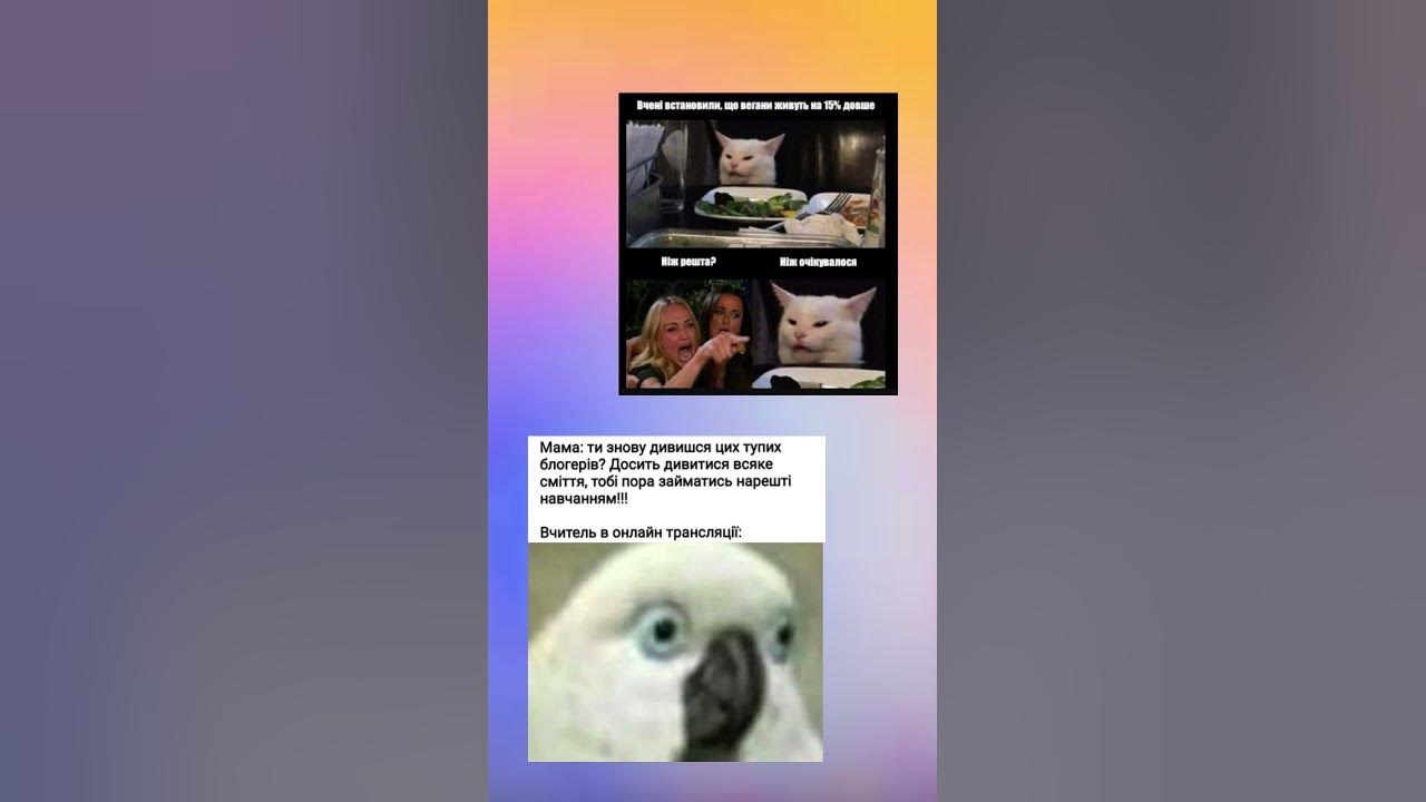 мемчик#mem#попугаї#коти#реки#глобальныереки#shorts - YouTube