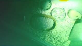 (Nightcore) hamster dance, RIP in remembrance of panda