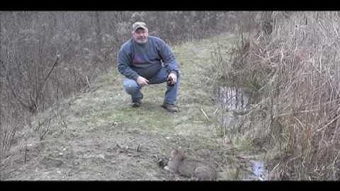 Bobcat Trapped