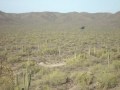 Helicopter Flies Right Over Our Heads in Picacho Mountains, Arizona