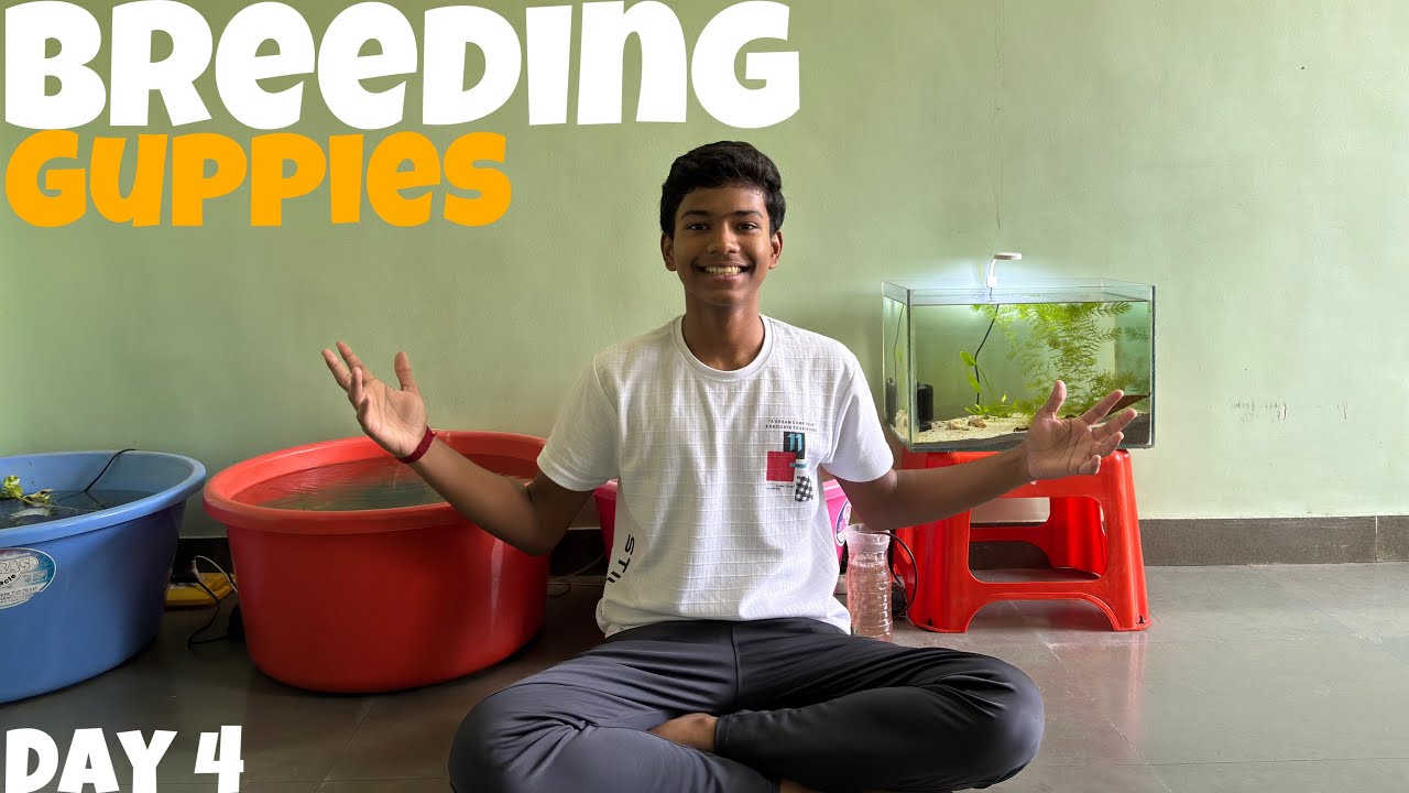 Day 4 Of Breeding Guppies😍Best Food For Guppy Fish🤩