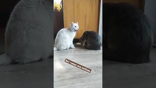 Один серый, другой белый