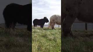 Crofting Life In Brief!