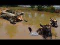 КРОКОДИЛ В ДЕЛЕ! Крокодил против зебры бегемота антилопы