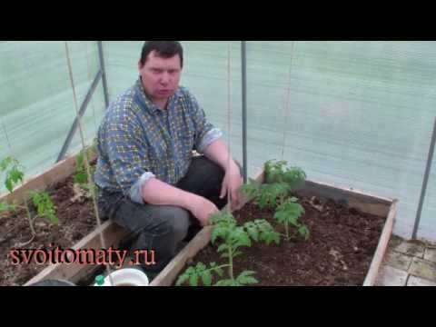 Применение Байкала ЭМ 1 при высадке рассады томатов