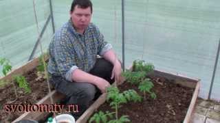 Применение Байкала ЭМ 1 при высадке рассады томатов