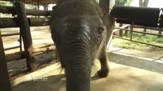 Sri Lanka - De mémoire d'éléphants