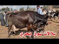 من سوق بحري دا حال السوق بعد ما الفلاح دخل زرعه كله اخد الغله ونزل يشتري له بقرتين