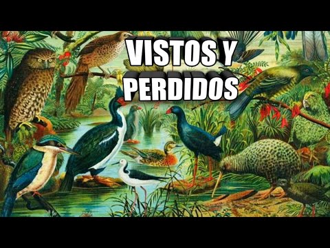 Video: ¿Los kokako son nativos de Nueva Zelanda?