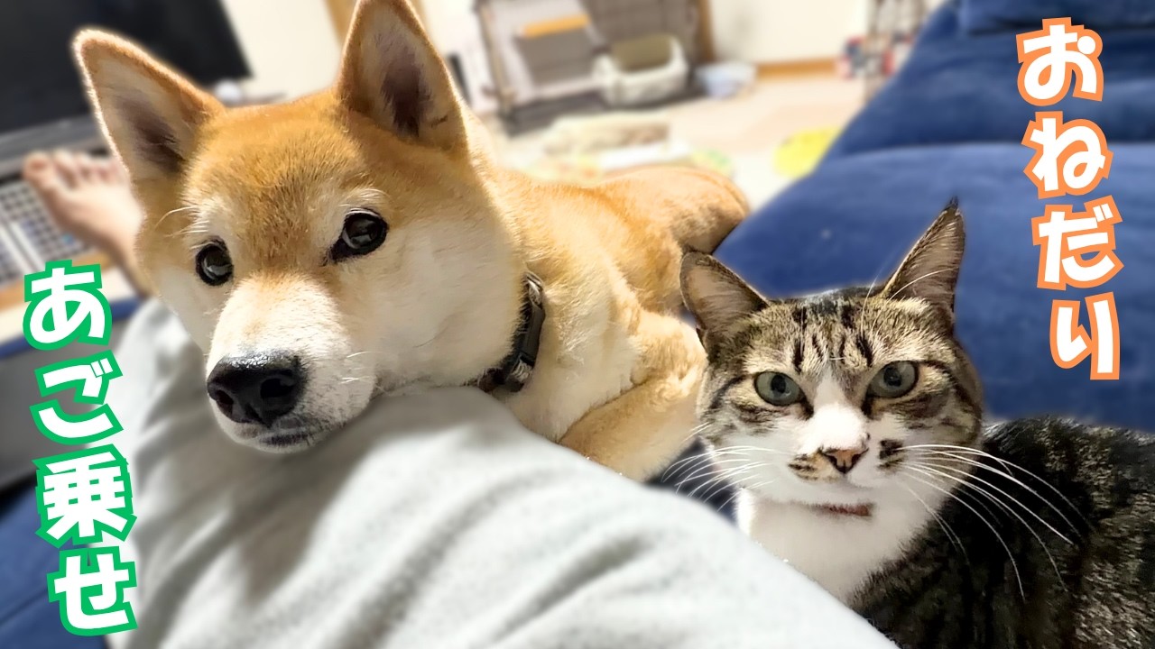 A Shiba Inu who looks uncomfortable resting his chin and a former
