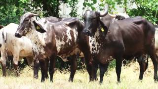 EMPRESARIOS DEL CAMPO GIRA MÉXICO PORVENIR LAS HIGUERAS 11-01-14