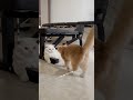 Two lucky cats - Leo and Lucy Cats #short