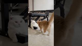 Two lucky cats - Leo and Lucy Cats #short