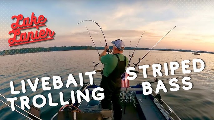 Live Bait Rig and Setup for Striped Bass 