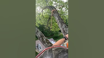 🪢Rig BIG Go Home #arblife #tree #treeclimber #chainsaw #climbingarborist #rigging #oaktree #stihl