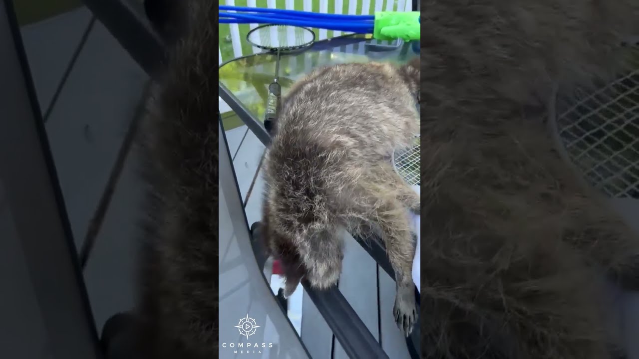 Drunk Raccoon Found Passed Out On Table