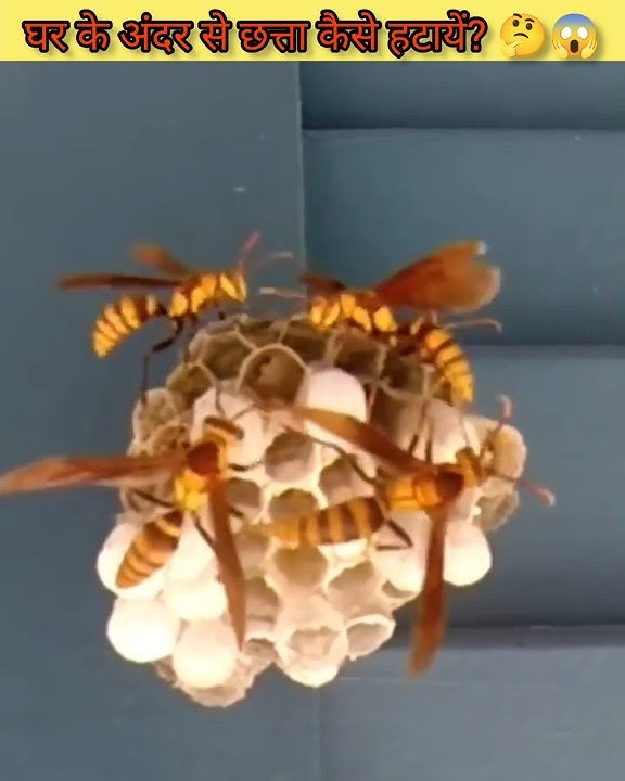 घर से छत्ता कैसे हटायें? Amazing Trick To Remove Wasps #shorts