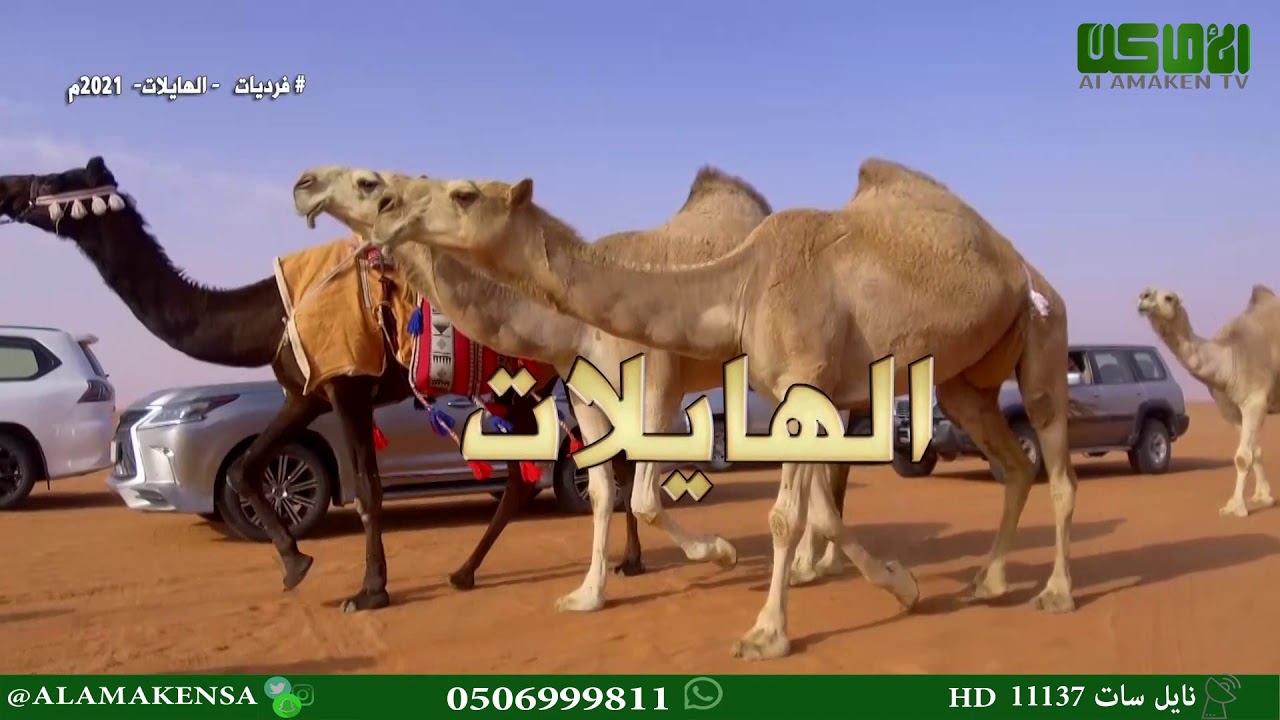 فرديات الهايلات لمالك الإبل  محمد بن مسيفر بن مفلح الصواط العتيبي في مهرجان الملك عبد العزيز للغبل 5