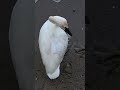 Trumpeter swan and mate spotting floating around ferry stop in Williamsburg #shorts