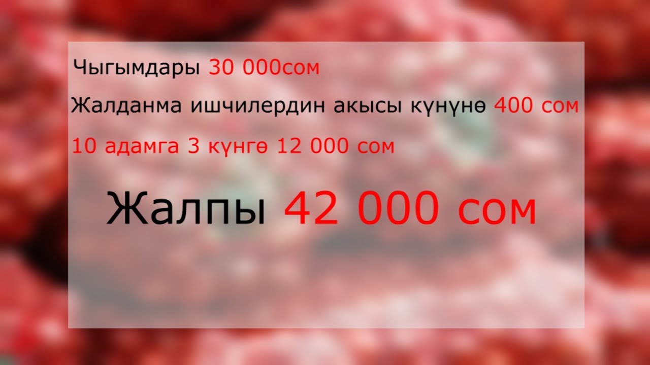 Дыйкан пияз эгип канча пайда табат?