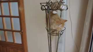 КОТЯТА. ЛЮБИМЫЕ ПИТОМЦЫ.ЗАБАВНЫЕ КОТЯТА. ИГРУШКИ ДЛЯ КОТЯТ.КОТЕНОК. РЫЖАЯ. РЫЖАЯ БЕСТИЯ. КОТЯТА. ЛЮБИМЫЕ ПИТОМЦЫ.ЗАБАВНЫЕ КОТЯТА. ИГРУШКИ ДЛЯ КОТЯТ.КОТЕНОК. РЫЖАЯ. РЫЖАЯ БЕСТИЯ.