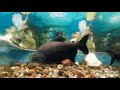 Biggest fish in tankin house fishaquarium fis.ifferent types