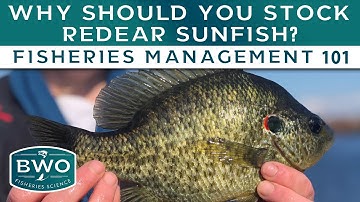 Why Should You Stock Redear Sunfish? Fisheries Management 101