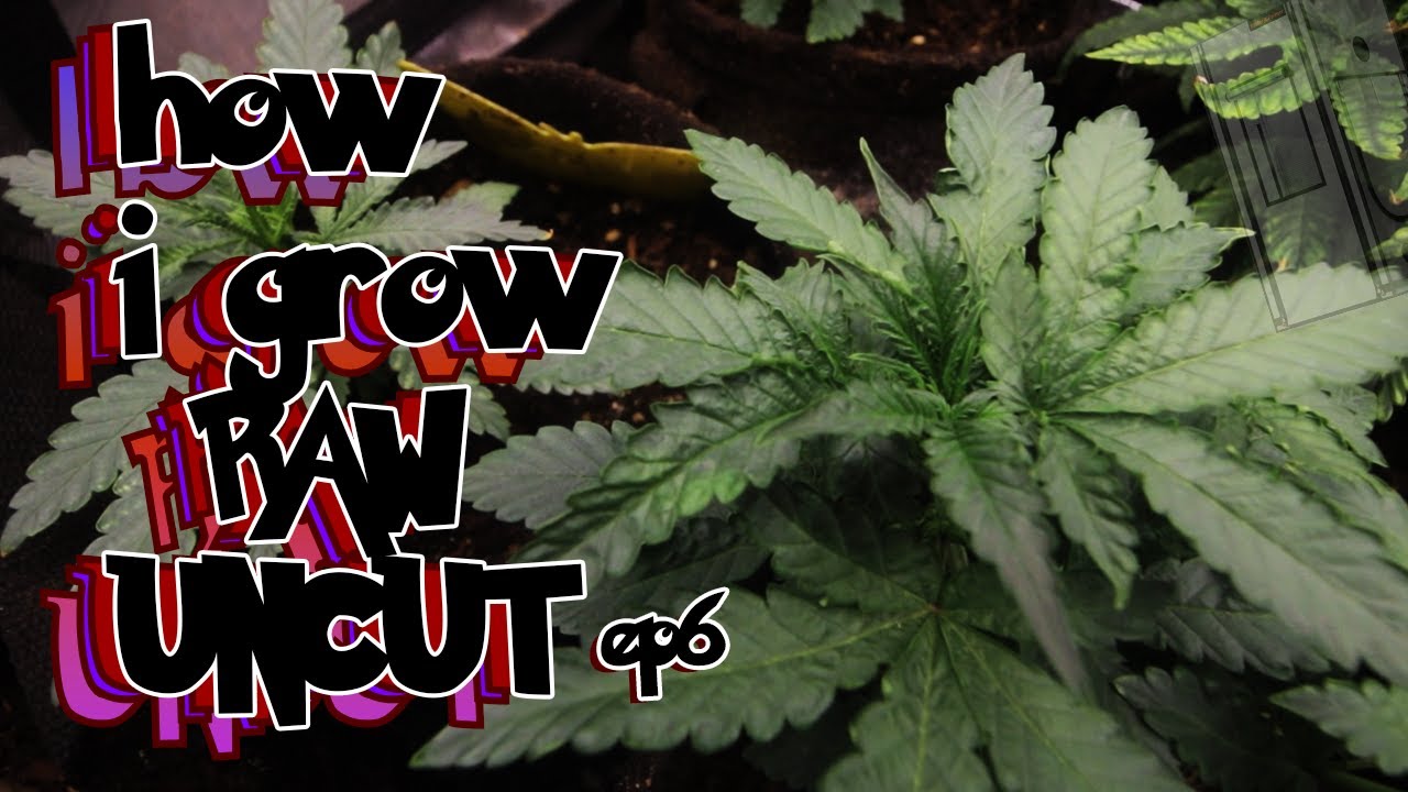 Жара в Аризоне уничтожила мой черничный маффин | Неразрезанные семена, эпизод 6 – От семени до ур...