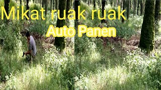 Mimat ruak ruak di tepi jalan pabrik