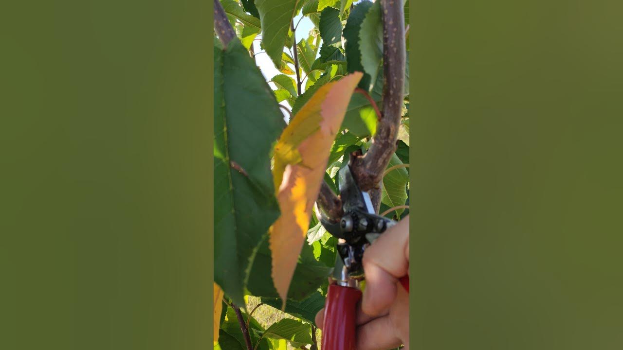 How to Prune Cherry Trees Simple Two Steps(read description) YouTube