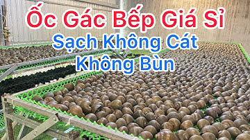 Ốc Gác Bếp Giá Sỉ | Cho Anh Chị Bán Quán Ốc Nhà Quán Ốc, Đặc Biệt Ốc Sạch Không Cát hay Bị Dơ