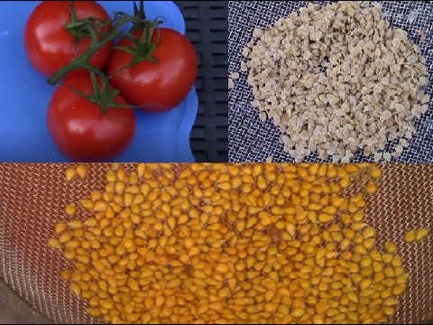 Vidéo: Eco Tomato, Graines De Tomates à Collectionner