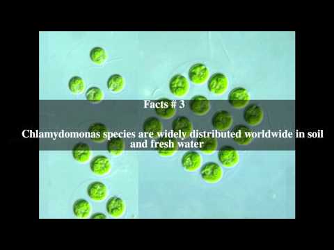 Video: Att Ta Sig Till Hjärtat Av Intraflagelltransporter Med Trypanosoma Och Chlamydomonas Modeller: Styrkan Ligger I Deras Skillnader