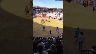 Encierro Toro Bravo Arriazu Pedrajas San Esteban #Shorts (3)