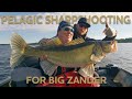 Pelagic sharpshooting for big zander  westin fishing