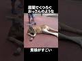 おっさんのようなカンガルー A kangaroo looking like a middle-aged man relaxing. #おっさんの休日 #カンガルー