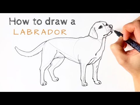 Video: Cómo Dibujar Un Labrador