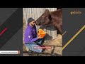 Cow tastes freedom after 17 years